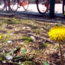 김두수「민들레」 이미지