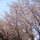 풍산금속 안강공장내 벚꽃 이미지