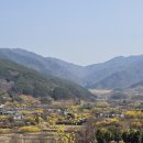 산수유 연인의길 | 전남 봄나들이 여행 구례 산수유마을 주차 실시간 개화상황