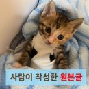 동탄 고양이카페 - 타샤의그림정원! 2년 단골의 아기고양이 &amp; 신메뉴 소개