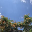 산하삼계탕 이미지