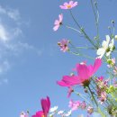 더 코스모스