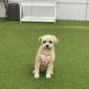 카페두루