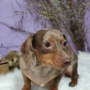 개꿀이발소 이미지