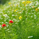 수원-0417 이미지