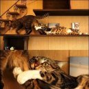 구름위의고양이 이미지