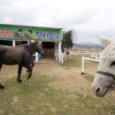 주주목장 이미지