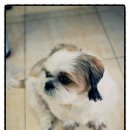 필립동물병원 이미지