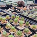민경농장 네이버블로그