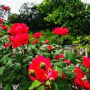 장미공원 주차장 이미지