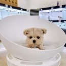 바나개 강아지 고양이 마포점 네이버블로그