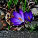 하얀기쁨 이미지