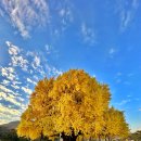 은행나무1길 | 원주 반계리 은행나무 실시간 CCTV 영상 확인 방법 및 절정 후기