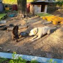 독골닭집 이미지