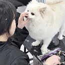 논산애견 이미지