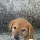 똥강아지 이미지