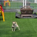 두바이애견풀빌라1 이미지