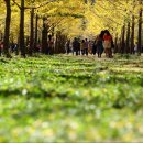 은행나무목장 이미지