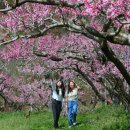 싱그러운청도로(봄) 이미지