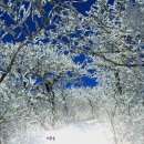 숲에향기 이미지