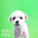 뭉치네 미용실 이미지