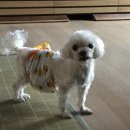 부띠끄멍 수제간식 이미지