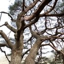 정이품송가든 이미지