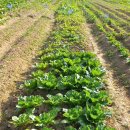 한치농장 이미지