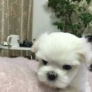 인사동옷집 이미지