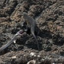 이구아나 이미지