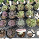 하나로꽃집 이미지