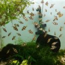 시계박사 엔젤수족관 이미지