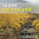 현천회관 | 2026 구례 산수유축제 일정 주차장 개화 현황 후기