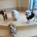 솔솔애견유치원 이미지