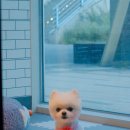 도그웨이살롱 이미지