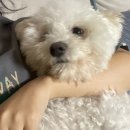 스마일댕 이미지