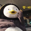 웰컴독 이미지