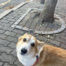 왈왈왈 이미지