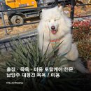 사랑할 개 이미지