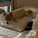 뽀송뽀송펫뷰티 네이버블로그