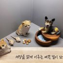 카페바라기 이미지