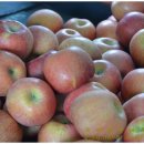 정일농장 이미지