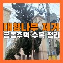 공동주택 대형 나무 베기 (빌라 고사목 제거) 나무 폐기물 처리
