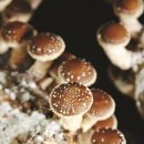 승부농장 이미지