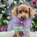 멍멍살롱 이미지