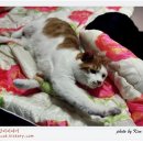 나비이불 이미지