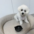 PC | 사료에 뿌려주는 반려견 유산균 추천! IMC PC 제품 후기!