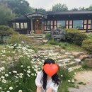 은봉애견 이미지