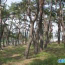 안동 하회마을 만송정 숲[ Pinewoods of Mansongjeong Pavilion in Hahoe Village, Andong 이미지