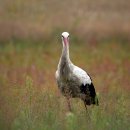 GOGO SWIMMING 이미지